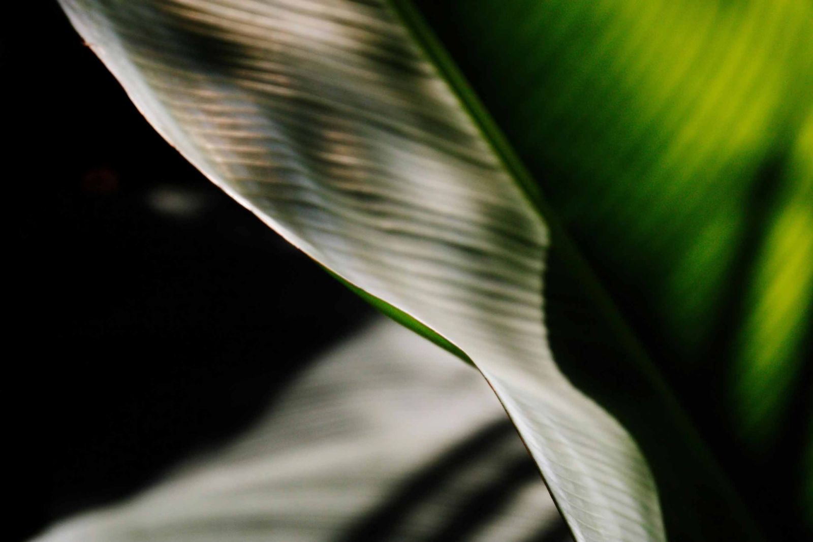 Feuille tropicale en gros plan avec effets de lumière, symbolisant l’entretien  des espaces verts à Genève.