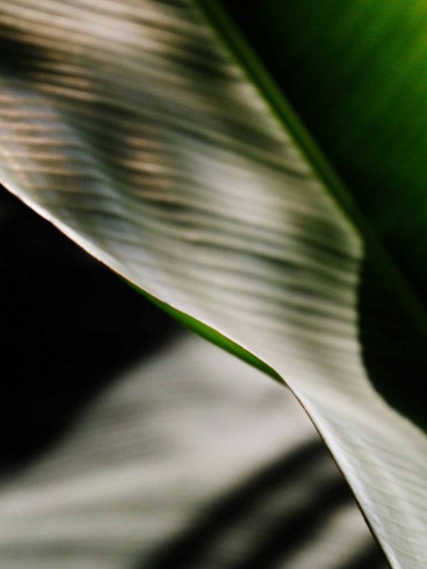 Feuille tropicale avec effets de lumière et d’ombre, mettant en avant un service d’entretien des espaces verts à Genève par Alfredo Services.